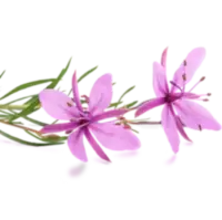 Epilobium extract